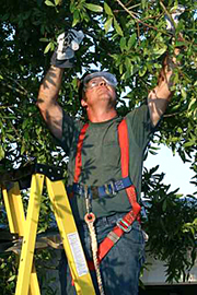 Boca Raton Tree Service Boca Raton FL