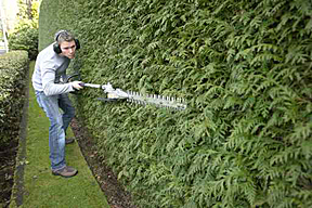 Boca Raton Hedge Trimming and Cutting - Boca Raton